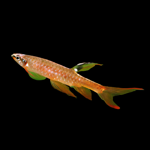 Splash Tetra 4-5cm