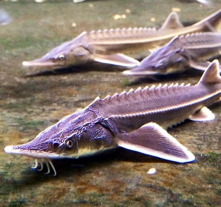 Sturgeon & Sterlets