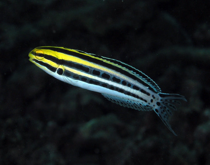 Striped Blenny LRG
