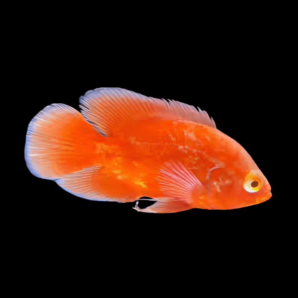 Chilli Red Oscar 5"