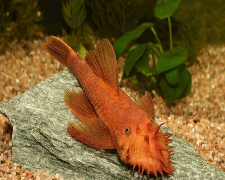 Super Red Bristlenose 6-8cm+