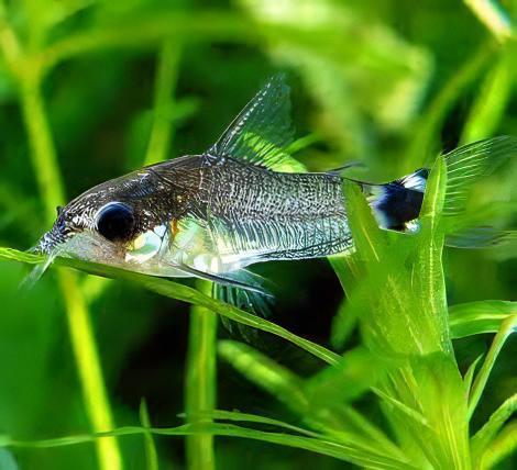 Tailspot Pygmy Corydoras 1.5cm