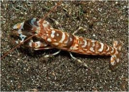 Tiger Pistol Shrimp LRG