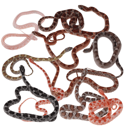Assorted Corn Snake CB26