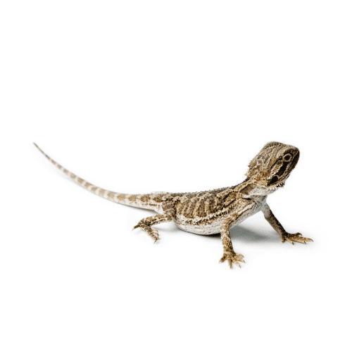 Bearded Dragon CB26