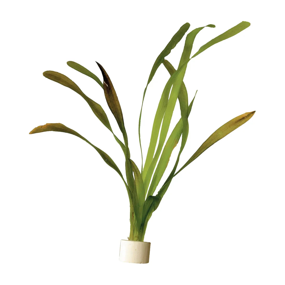 Vallisneria Giganthea Terra Cotta Pot