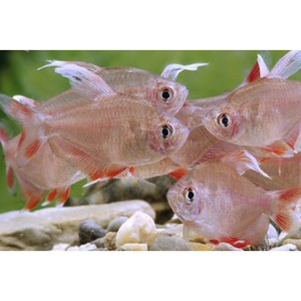 White Fin Rosy Tetra 3-4cm