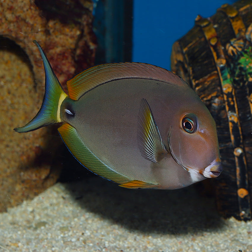 Pale Lip Tang MED