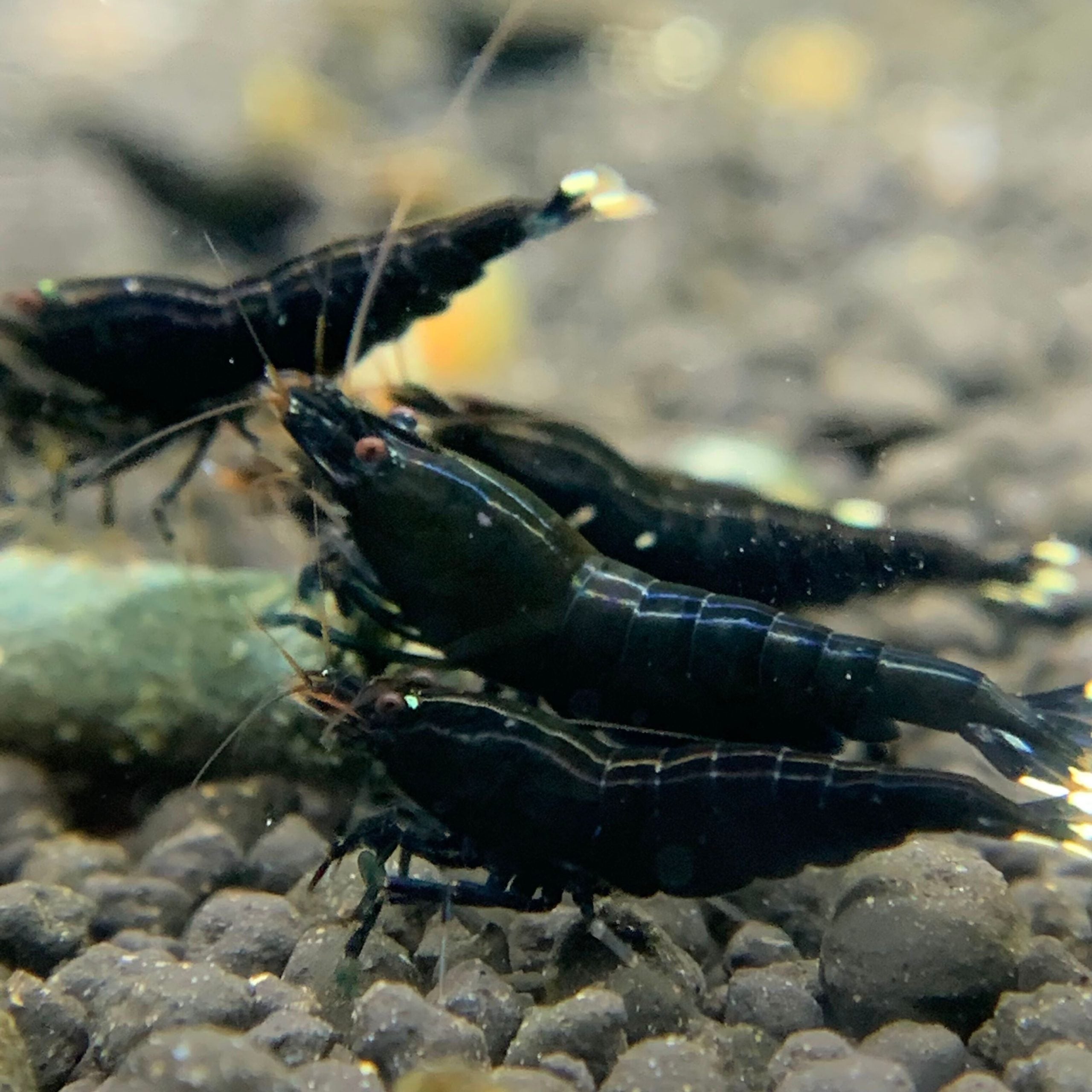 Black King Kong Cardina Shrimp 1.5cm