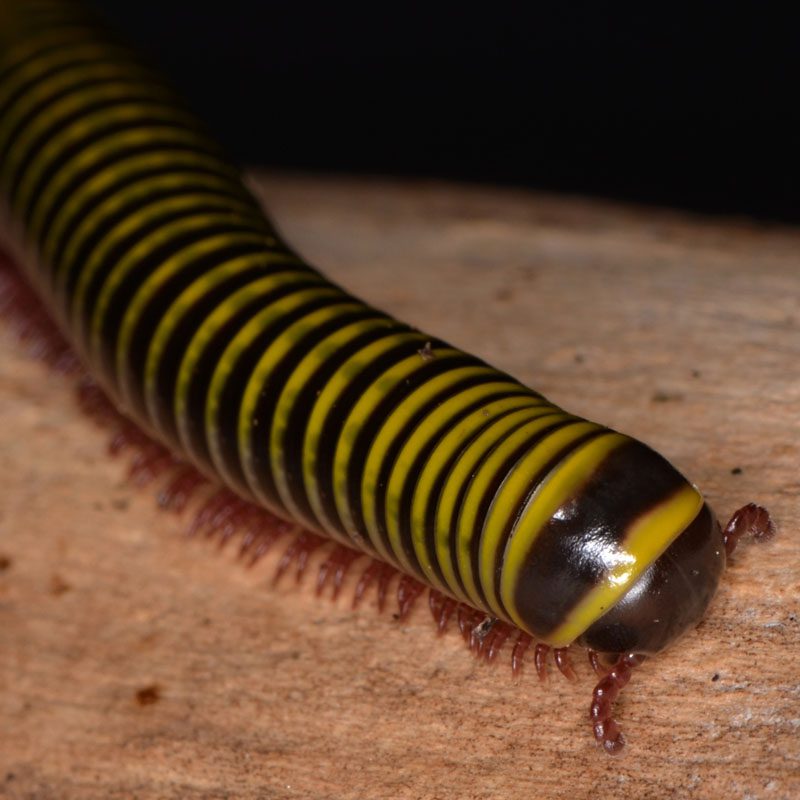Bumblebee Millipede CB
