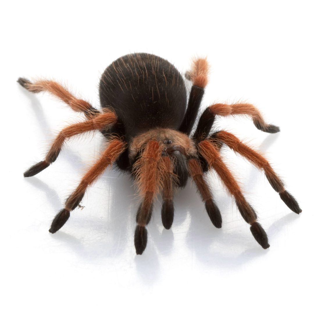 Mexican Red Leg Tarantula 3cm