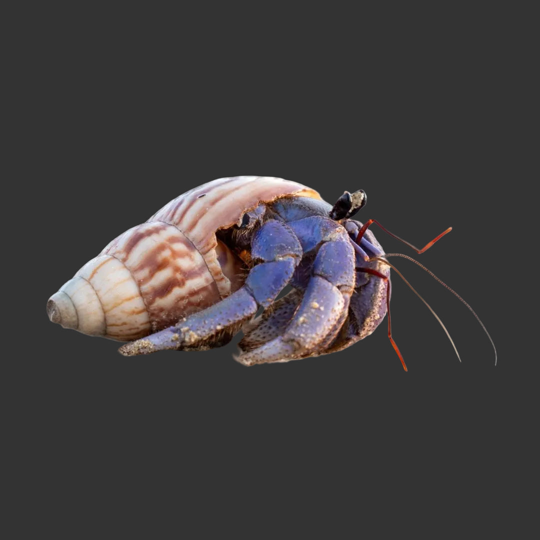 Purple Land Hermit Crab