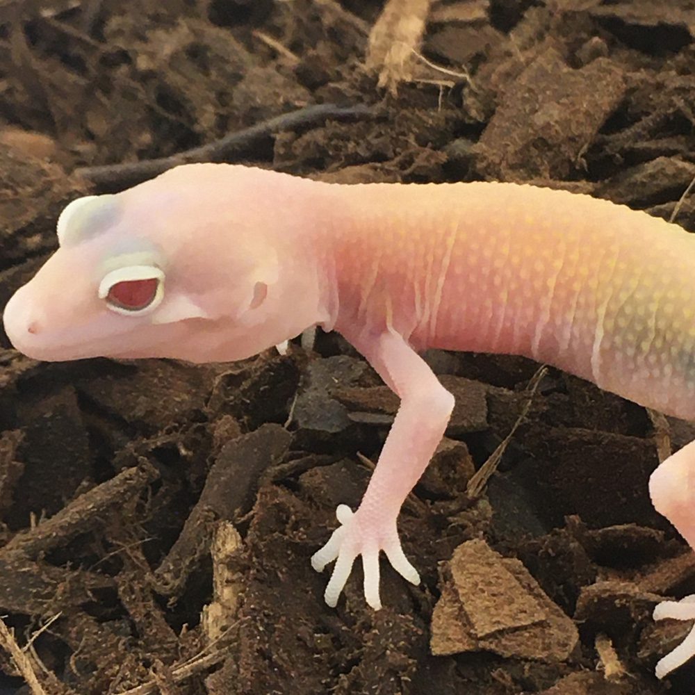 CB Raptor Leopard Gecko