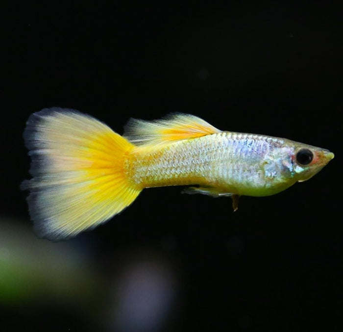 Yellow German Male Guppy 3cm