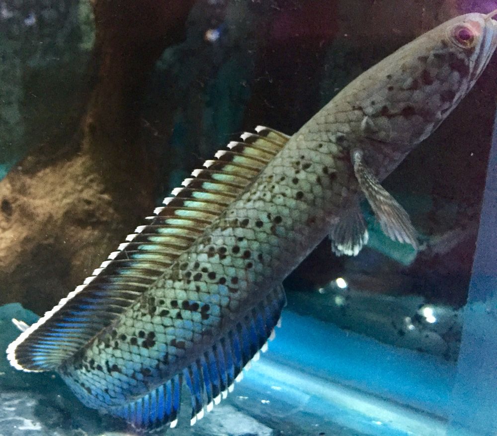 Meghalaya Leopard Snakehead Channa Pardalis 10cm