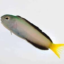 African Blenny MED
