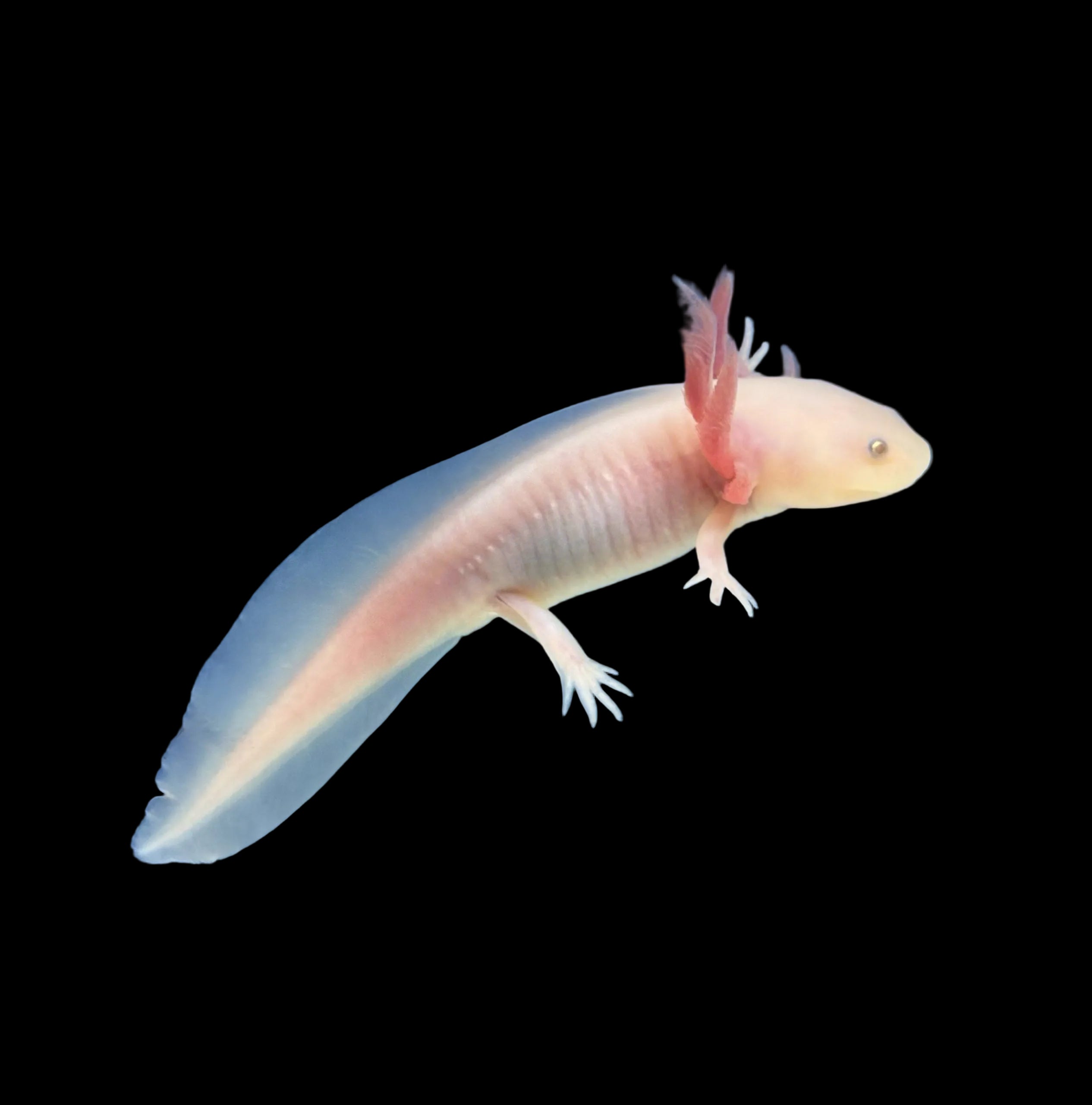 Albino Axolotl 7cm