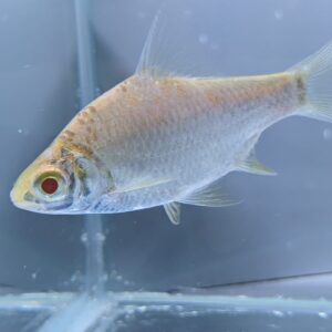 Platinum Albino Tinfoil Barb 5cm