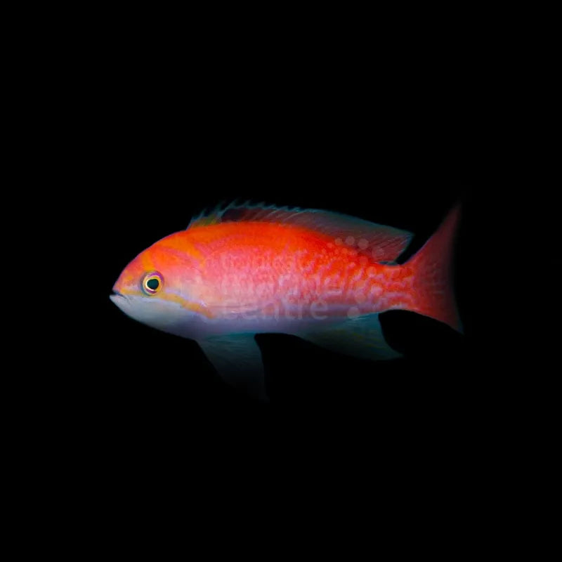 Scribbled Anthias ME