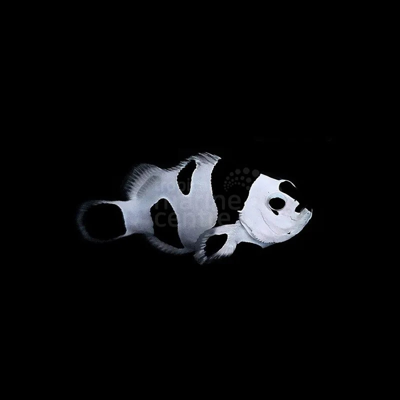 Black Storm Clownfish Pair MED