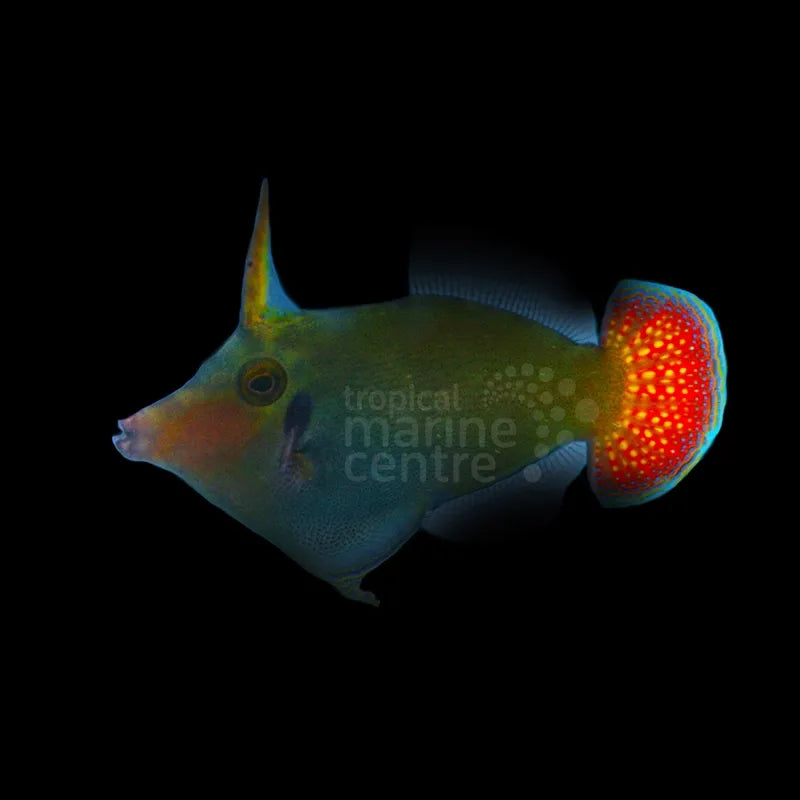 Red Tail Filefish MED