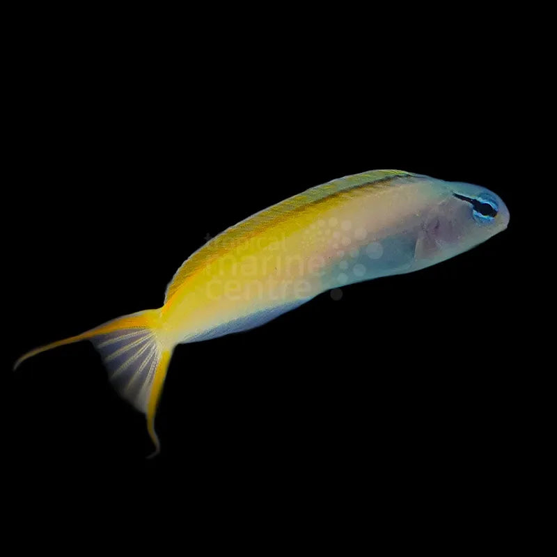 Canary Blenny - Blue Head MED