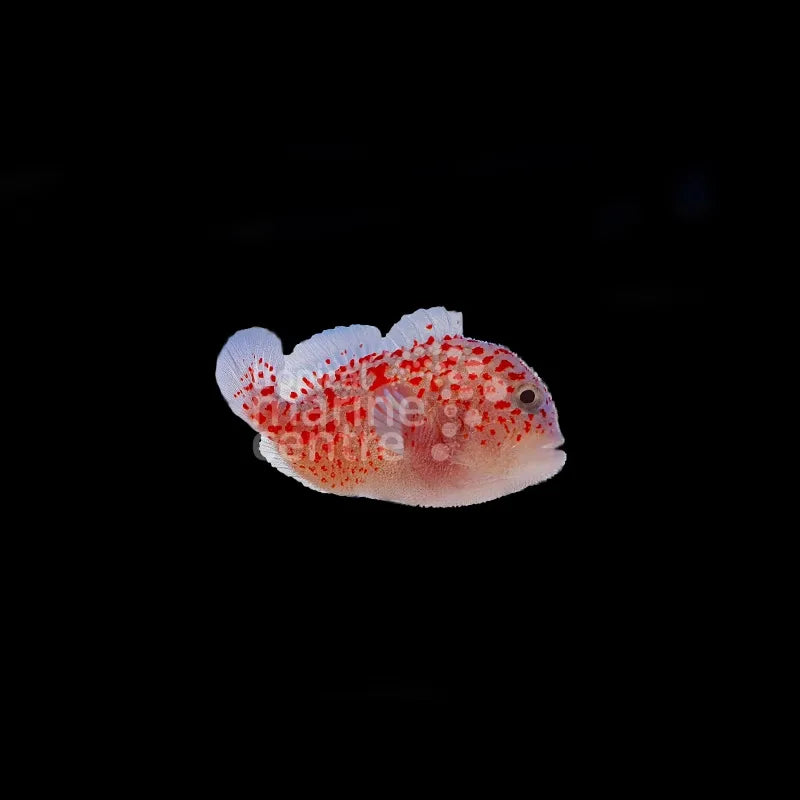 Red Speckled Coral Goby MED