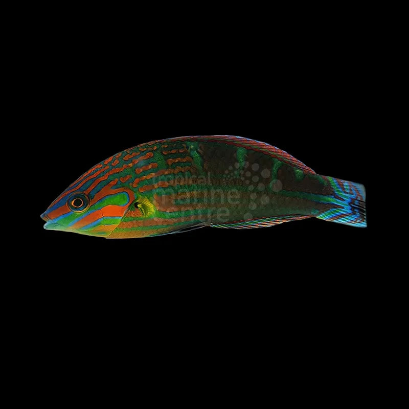 Pinktail Wrasse MED