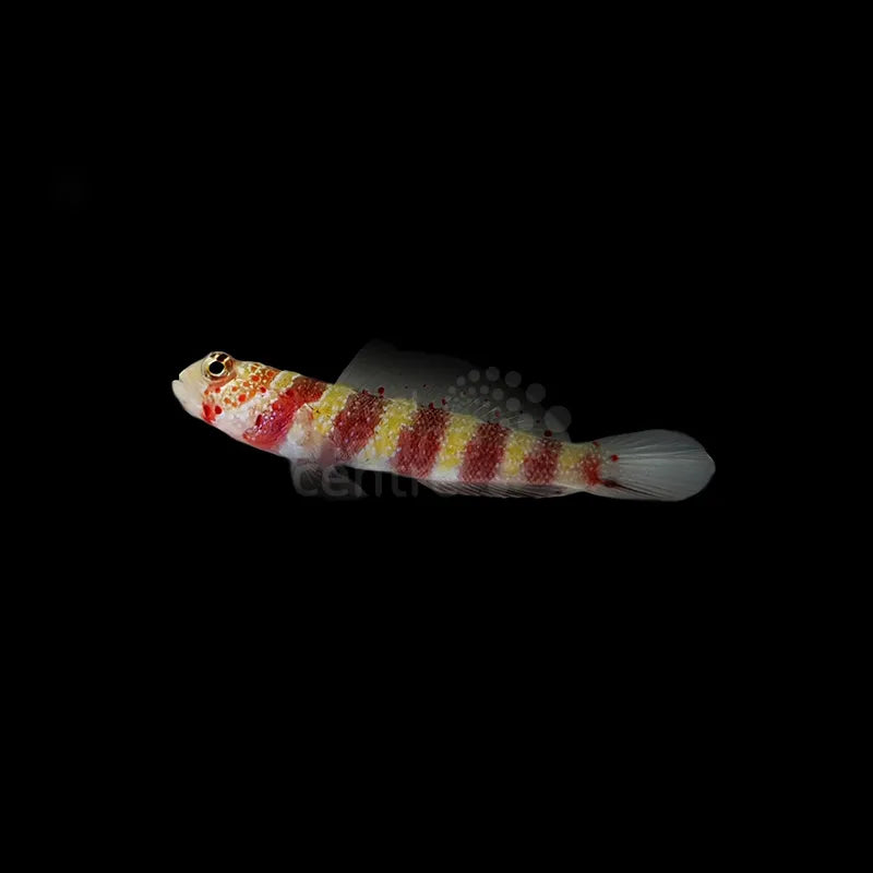 Red Banded Goby LRG