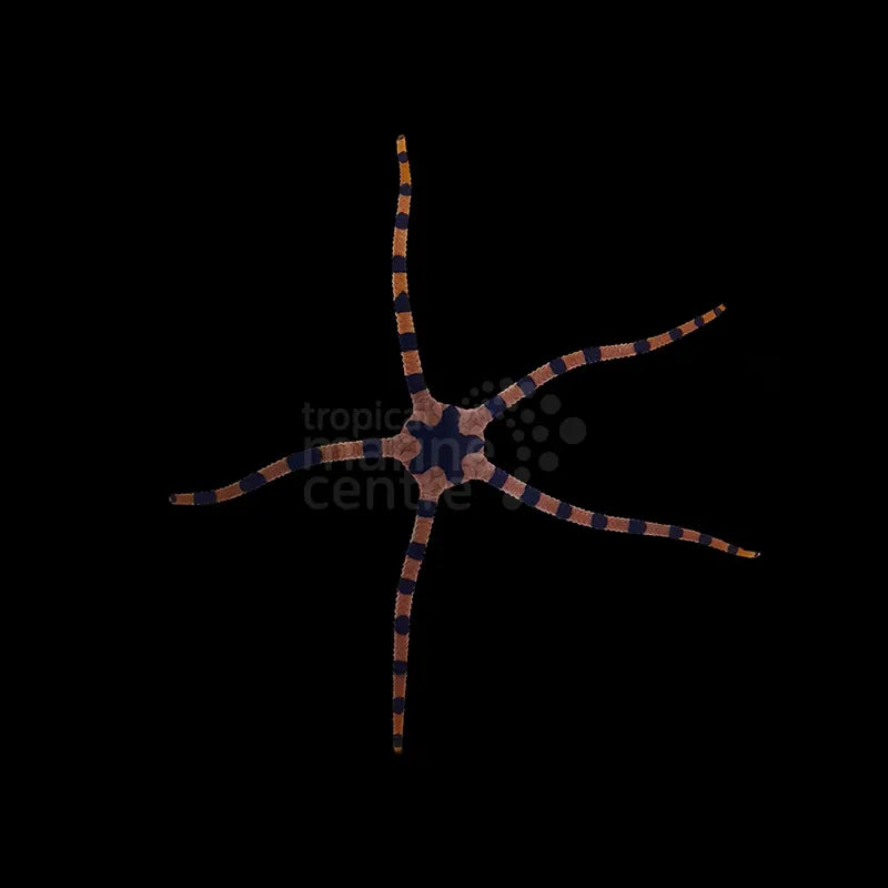 Serpent Starfish - Tiger