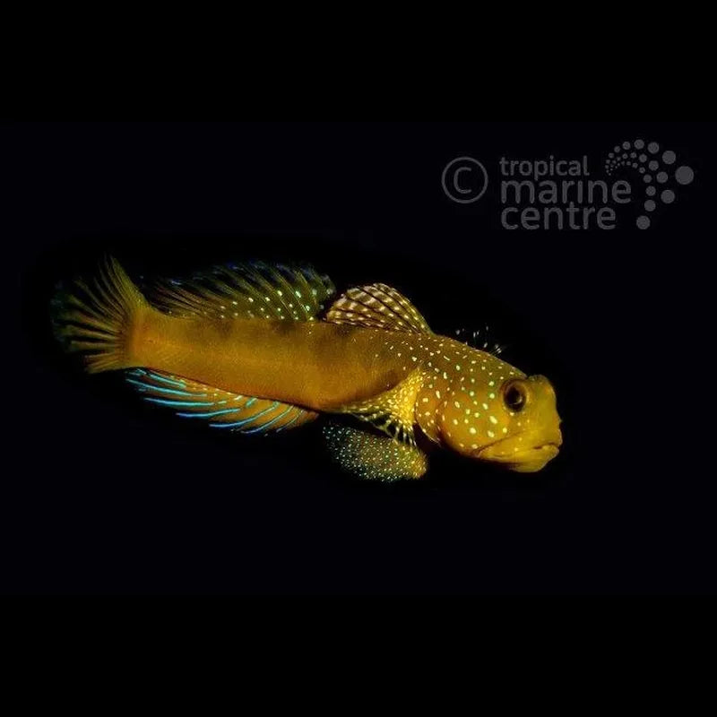 Sulphur Goby MED