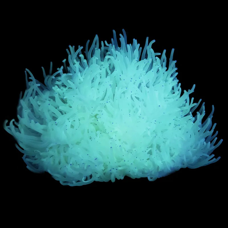 White Malu Anemone MED