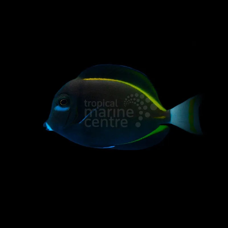 Goldrim Powder Grey Tang MED