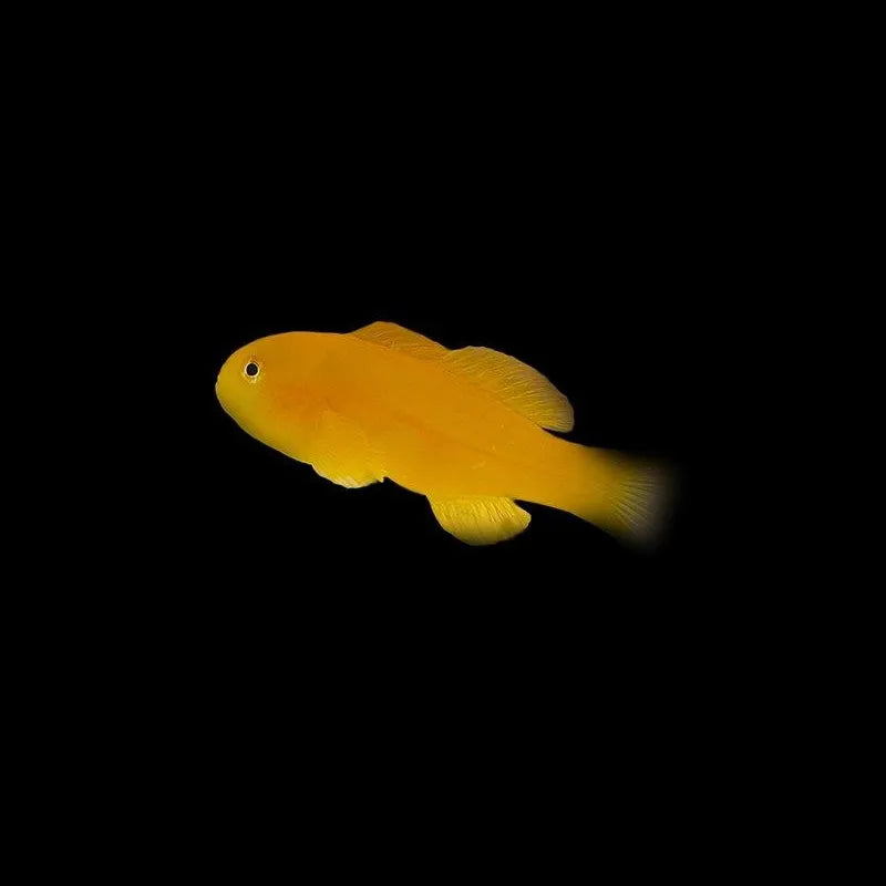 Yellow Clown Goby LRG