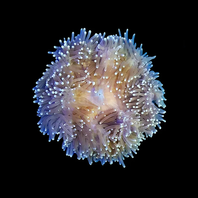 Ritteri Anemone - Coloured MED