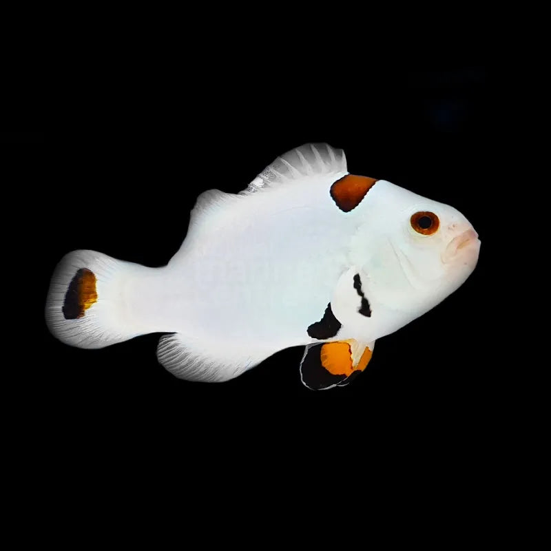 Tank Bred Plasma Storm Clownfish Pair