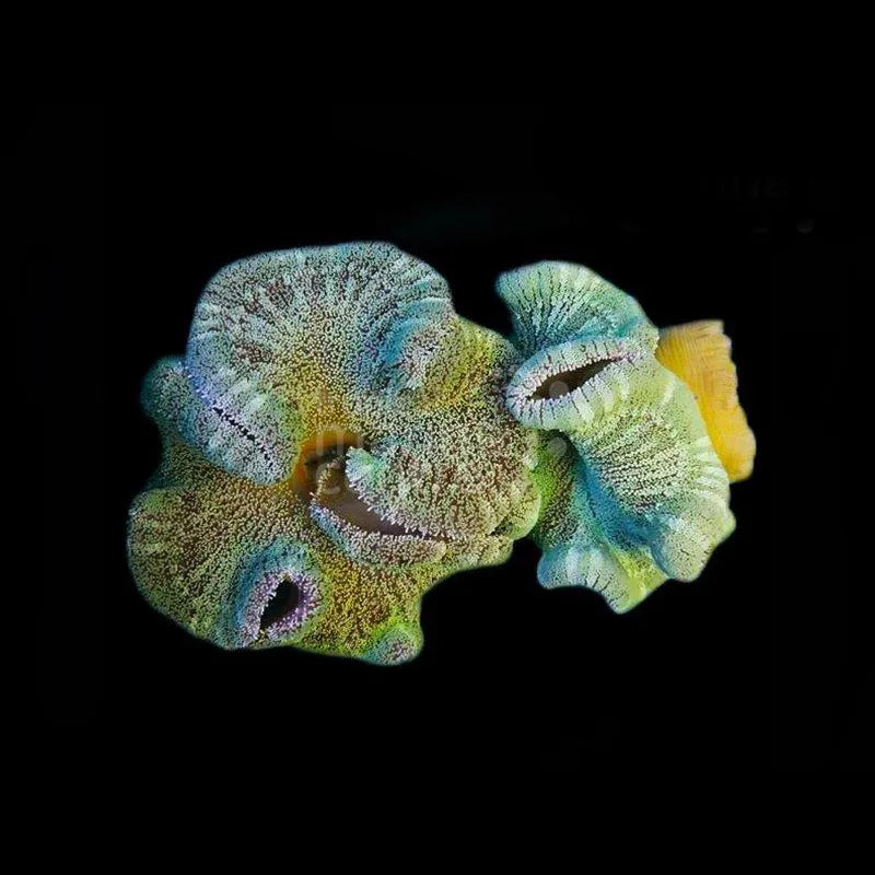 Carpet Anemone - Striped MED