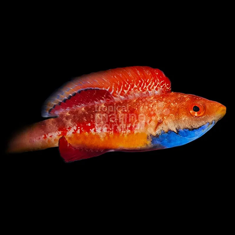 Tonozukai's Fairywrasse MED