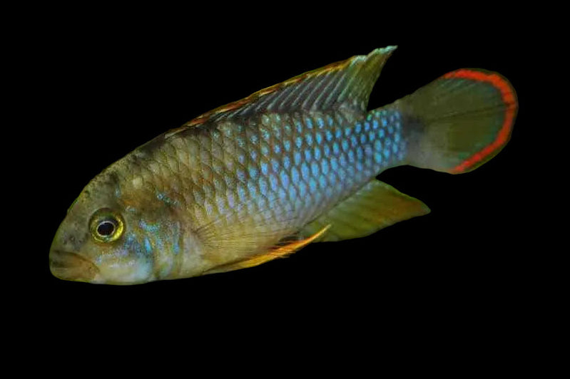 Apistogramma Nijsseni Pair 3-4cm