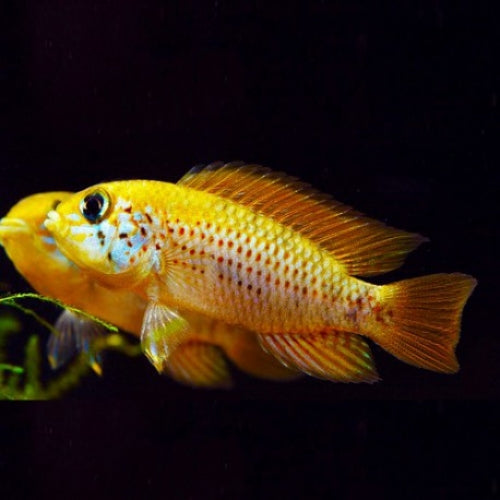 Apistogramma sp. Red Point Pair 3-4cm