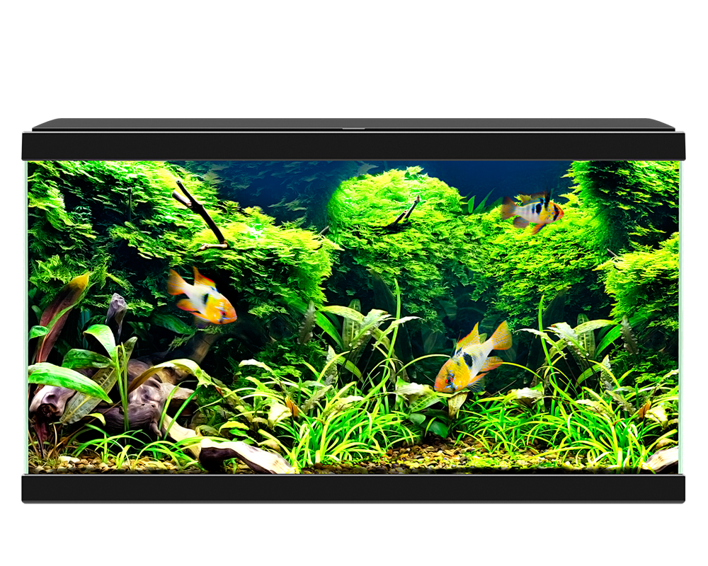 Ciano Aqua 60 LED Black - Tropical Supplies North East