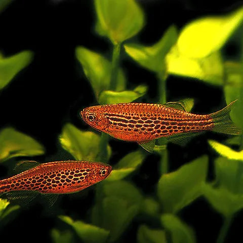 Fire Ring Danios 3cm