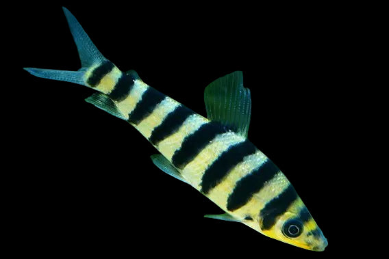 Leporinus Fasciatus 6-7cm