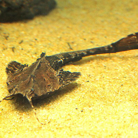 Banjo Catfish 5-6cm