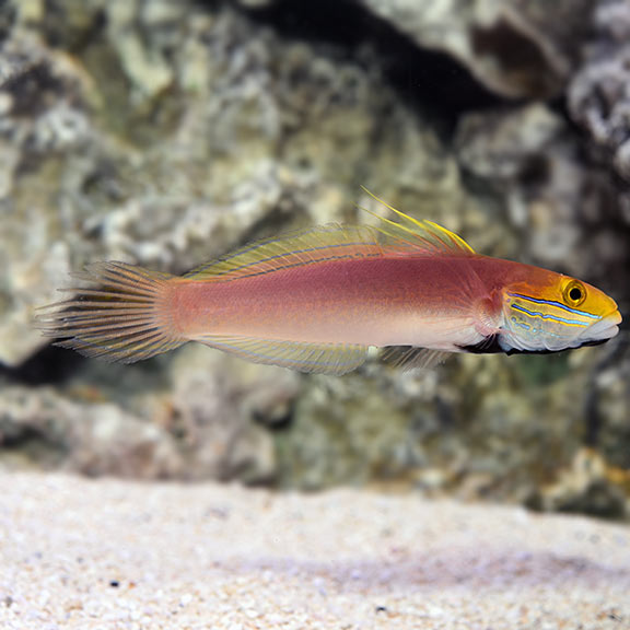 Bella Goby MED