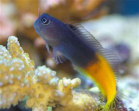 Bicolour Blenny MED