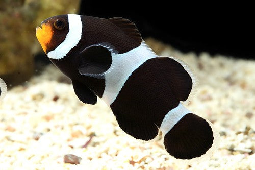 Black & White Clownfish Pair MED