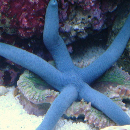 Blue Finger Starfish LRG