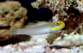 Blue Cheek Goby MED