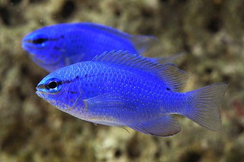 Blue Damsel MED